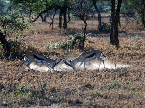 Gazelopka sawannowa (ang. Gazelle łac. Eudorcas thomsonii) - 5444 - Fotografia Przyrodnicza - WlodekSmardz.pl