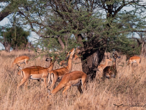 Impala zwyczajna (ang. Impala łac. Aepyceros melampus) - 4809 - Fotografia Przyrodnicza - WlodekSmardz.pl