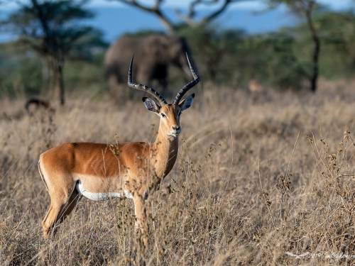 Impala zwyczajna (ang. Impala łac. Aepyceros melampus) - 5393 - Fotografia Przyrodnicza - WlodekSmardz.pl