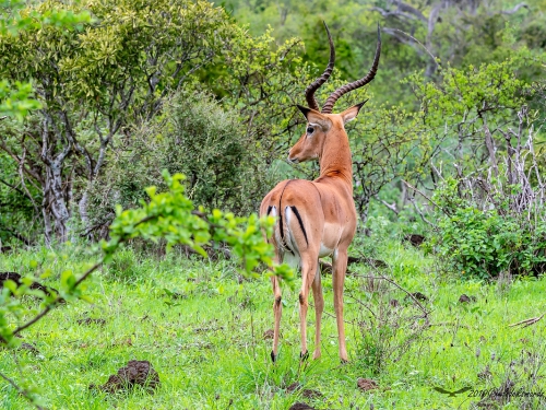 Impala zwyczajna (ang. Impala łac. Aepyceros melampus) - 6502 - Fotografia Przyrodnicza - WlodekSmardz.pl