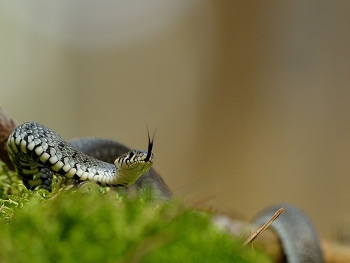 Zaskroniec (ang. Grass Snake, łac. Natrix natrix) - 0452 - Fotografia Przyrodnicza - WlodekSmardz.pl