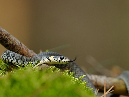 Zaskroniec (ang. Grass Snake, łac. Natrix natrix) - 0378 - Fotografia Przyrodnicza - WlodekSmardz.pl
