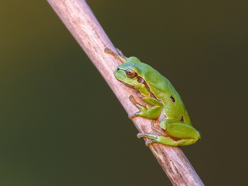 Rzekotka drzewna (ang. Common Treefrog, łac. Hyla arborea) - 5389 - Fotografia Przyrodnicza - WlodekSmardz.pl