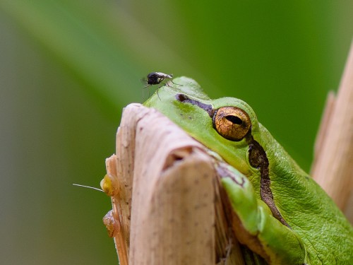 Rzekotka drzewna (ang. Common Treefrog, łac. Hyla arborea) - 5453 - Fotografia Przyrodnicza - WlodekSmardz.pl