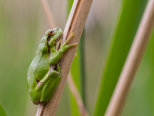 Rzekotka drzewna (ang. Common Treefrog, łac. Hyla arborea) - 5450 - Fotografia Przyrodnicza - WlodekSmardz.pl