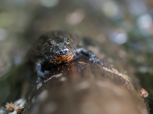 Kumak nizinny (ang. Fire-bellied Toad, łac. Bombina bombina) - 5440 - Fotografia Przyrodnicza - WlodekSmardz.pl