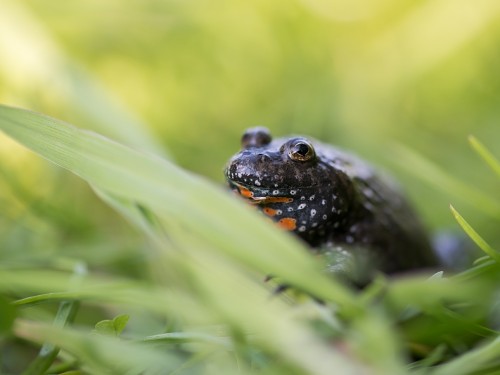 Kumak nizinny (ang. Fire-bellied Toad, łac. Bombina bombina) - 5414 - Fotografia Przyrodnicza - WlodekSmardz.pl