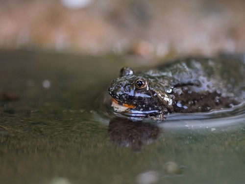 Kumak nizinny (ang. Fire-bellied Toad, łac. Bombina bombina) - 5435 - Fotografia Przyrodnicza - WlodekSmardz.pl