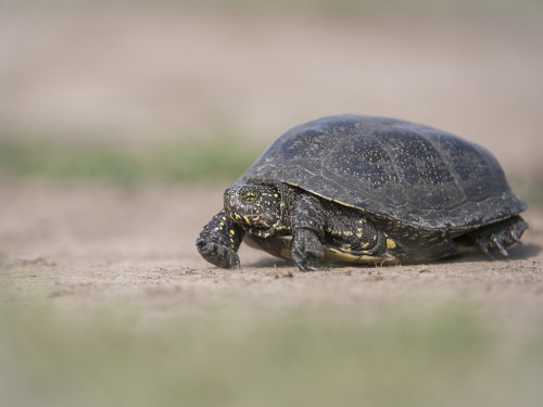 Żółw błotny (ang. Swamp turtle Toad, łac. Emys orbicularis) - 2907 - Fotografia Przyrodnicza - WlodekSmardz.pl