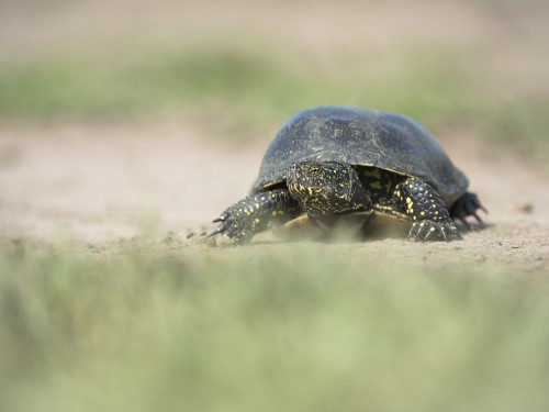 Żółw błotny (ang. Swamp turtle Toad, łac. Emys orbicularis) - 2922 - Fotografia Przyrodnicza - WlodekSmardz.pl