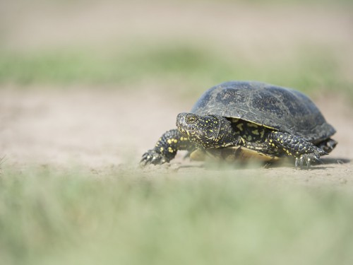 Żółw błotny (ang. Swamp turtle Toad, łac. Emys orbicularis) - 2929 - Fotografia Przyrodnicza - WlodekSmardz.pl