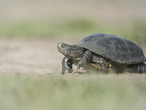 Żółw błotny (ang. Swamp turtle Toad, łac. Emys orbicularis) - 2931- Fotografia Przyrodnicza - WlodekSmardz.pl