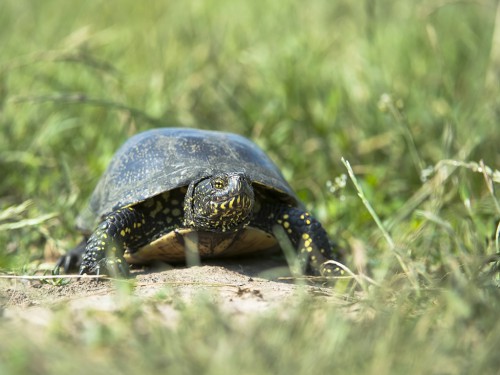 Żółw błotny (ang. Swamp turtle Toad, łac. Emys orbicularis) - 2876 - Fotografia Przyrodnicza - WlodekSmardz.pl