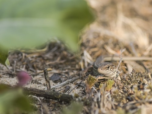 Jaszczurka zwinka ( ang. Sand lizard łac. Lacerta agilis) - 8362 - Fotografia Przyrodnicza - WlodekSmardz.pl