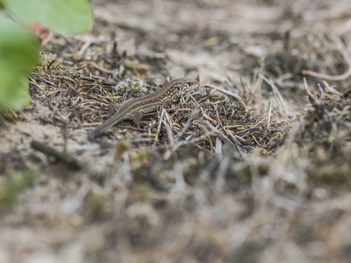 Jaszczurka zwinka ( ang. Sand lizard łac. Lacerta agilis) - 8378 - Fotografia Przyrodnicza - WlodekSmardz.pl