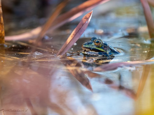 Żaba moczarowa (ang. Frog, łac. Rana arvalis) - 2985 - Fotografia Przyrodnicza - WlodekSmardz.pl
