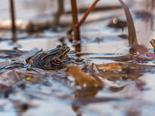 Żaba moczarowa (ang. Frog, łac. Rana arvalis) - 2949 - Fotografia Przyrodnicza - WlodekSmardz.pl