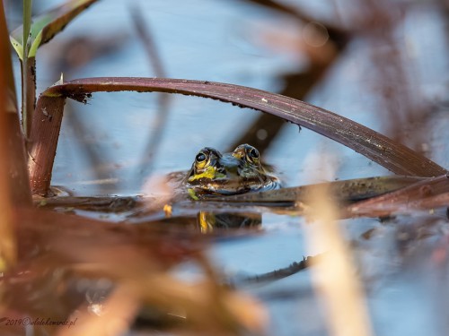 Żaba moczarowa (ang. Frog, łac. Rana arvalis) - 3001 - Fotografia Przyrodnicza - WlodekSmardz.pl