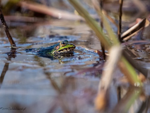 Żaba moczarowa (ang. Frog, łac. Rana arvalis) - 3005 - Fotografia Przyrodnicza - WlodekSmardz.pl