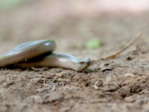 Padalec zwyczajny (ang. Blindworm, łac. Anguis fragilis) - 4493 - Fotografia Przyrodnicza - WlodekSmardz.pl