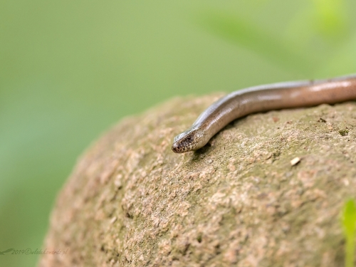 Padalec zwyczajny (ang. Blindworm, łac. Anguis fragilis) - 4524 - Fotografia Przyrodnicza - WlodekSmardz.pl