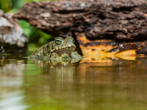 Ropucha zielona (ang. European green toad, łac. Bufo viridis) - 4345 - Fotografia Przyrodnicza - WlodekSmardz.pl