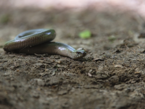 Padalec zwyczajny (ang. Blindworm, łac. Anguis fragilis) - 4456 - Fotografia Przyrodnicza - WlodekSmardz.pl