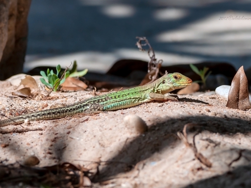 Cnemidophorus lemniscatus (ang. Rainbow Whiptail, łac. Cnemidophorus lemniscatus) - 4808 - Fotografia Przyrodnicza - WlodekSmardz.pl