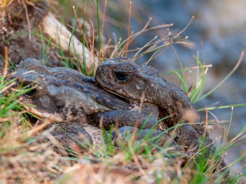 Rhinella schneideri (ang. Bull Toad, łac.Rhinella schneideri) - 3642 - Fotografia Przyrodnicza - WlodekSmardz.pl