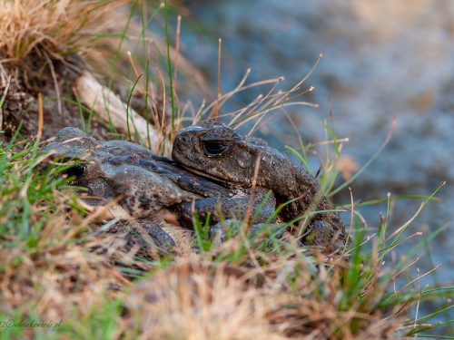 Rhinella schneideri (ang. Bull Toad, łac. Rhinella schneideri) - 3643 - Fotografia Przyrodnicza - WlodekSmardz.pl