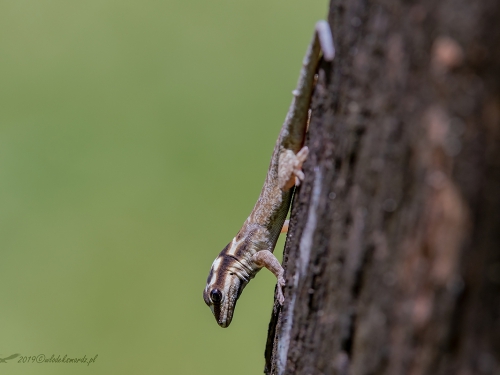 Kenya Dwarf Gecko (ang. Kenya Dwarf Gecko, łac. Lygodactylus keniensis) - 6992 - Fotografia Przyrodnicza - WlodekSmardz.pl