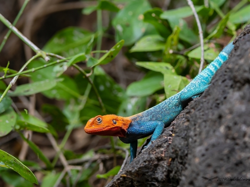 Red-headed rock agama (ang. Red-headed rock agama, łac. Agama agama) - 6618 - Fotografia Przyrodnicza - WlodekSmardz.pl