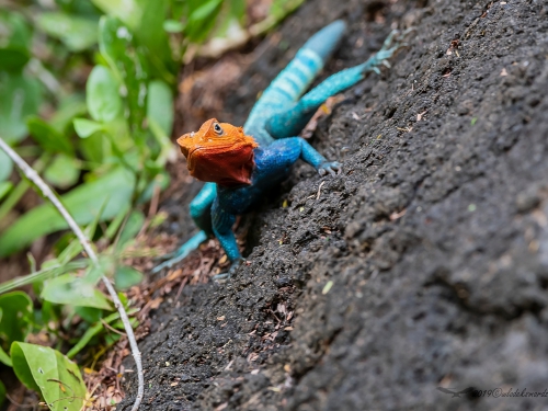 Red-headed rock agama (ang. Red-headed rock agama, łac. Agama agama) - 6622 - Fotografia Przyrodnicza - WlodekSmardz.pl