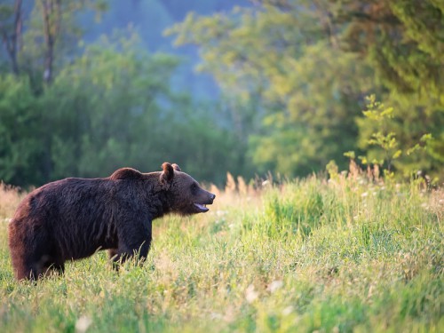 Niedźwiedź brunatny (ang. Brown Bear łac. Ursus arctos)  5561 - Fotografia Przyrodnicza - WlodekSmardz.pl