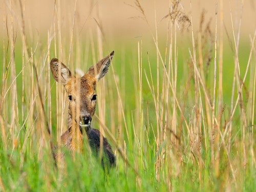 Sarna (ang. Roe-deer, łac. Capreolus capreolus) - 4653 - Fotografia Przyrodnicza - WlodekSmardz.pl