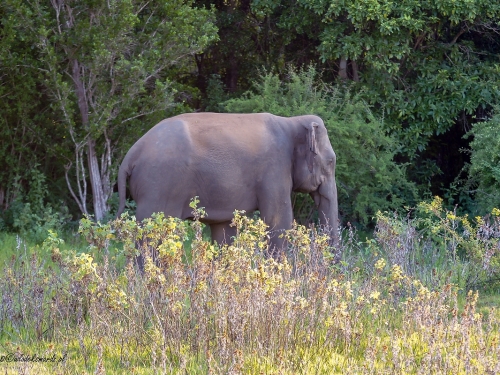 Słoń indyjski (ang. Indian elephant, łac. Elephas maximus) - 0695 - Fotografia Przyrodnicza - WlodekSmardz.pl