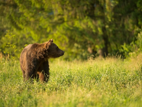 Niedźwiedź brunatny (ang. Brown Bear łac. Ursus arctos)  5296 - Fotografia Przyrodnicza - WlodekSmardz.pl