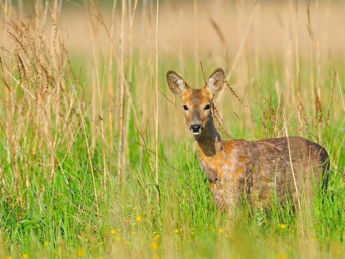 Sarna (ang. Roe-deer, łac. Capreolus capreolus) - 4669 - Fotografia Przyrodnicza - WlodekSmardz.pl