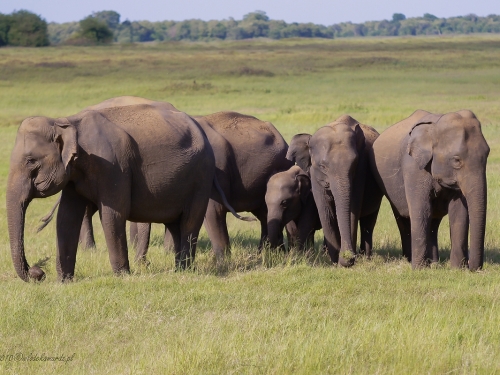 Słoń indyjski (ang. Indian elephant, łac. Elephas maximus) - 0625 - Fotografia Przyrodnicza - WlodekSmardz.pl
