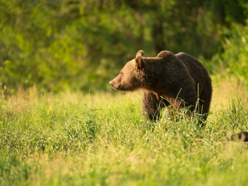 Niedźwiedź brunatny (ang. Brown Bear łac. Ursus arctos)  5232 - Fotografia Przyrodnicza - WlodekSmardz.pl