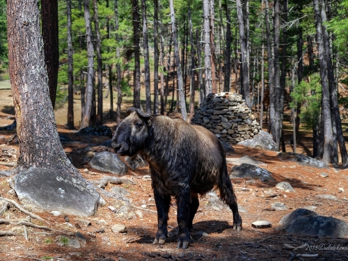 Takin bhutański  (ang. Gnu goat, łac. Budorcas taxicolor whitei) - 2769 - Fotografia Przyrodnicza - WlodekSmardz.pl