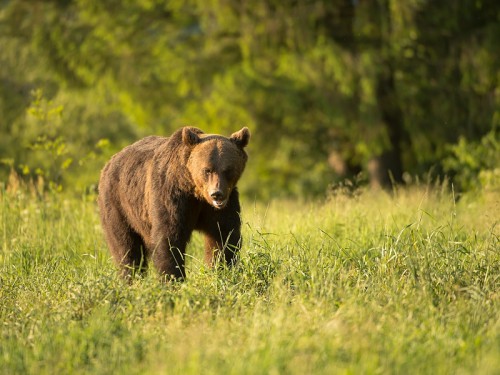Niedźwiedź brunatny (ang. Brown Bear łac. Ursus arctos)  5317 - Fotografia Przyrodnicza - WlodekSmardz.pl