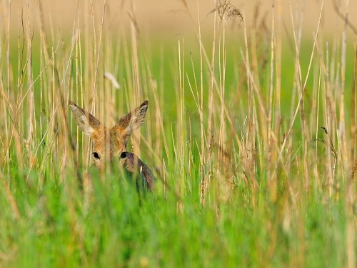 Sarna (ang. Roe-deer, łac. Capreolus capreolus) - 4651 - Fotografia Przyrodnicza - WlodekSmardz.pl