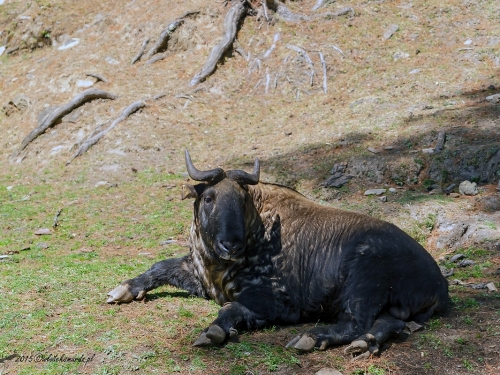 Takin bhutański  (ang. Gnu goat, łac. Budorcas taxicolor whitei) - 2785 - Fotografia Przyrodnicza - WlodekSmardz.pl