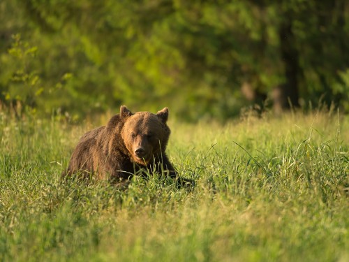 Niedźwiedź brunatny (ang. Brown Bear łac. Ursus arctos)  5332 - Fotografia Przyrodnicza - WlodekSmardz.pl