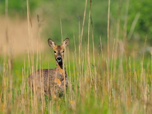 Sarna (ang. Roe-deer, łac. Capreolus capreolus) - 4649 - Fotografia Przyrodnicza - WlodekSmardz.pl