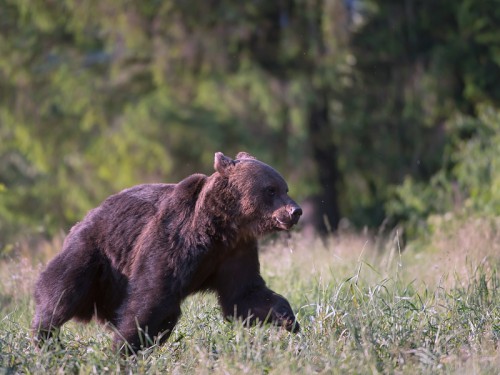 Niedźwiedź brunatny (ang. Brown Bear łac. Ursus arctos)  5337 - Fotografia Przyrodnicza - WlodekSmardz.pl