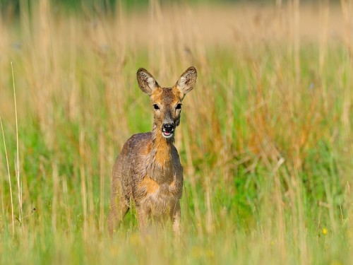 Sarna (ang. Roe-deer, łac. Capreolus capreolus) - 4680 - Fotografia Przyrodnicza - WlodekSmardz.pl