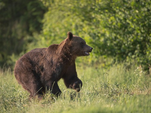 Niedźwiedź brunatny (ang. Brown Bear łac. Ursus arctos)  5340 - Fotografia Przyrodnicza - WlodekSmardz.pl