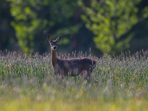 Sarna (ang. Roe-deer, łac. Capreolus capreolus) - 1528 - Fotografia Przyrodnicza - WlodekSmardz.pl